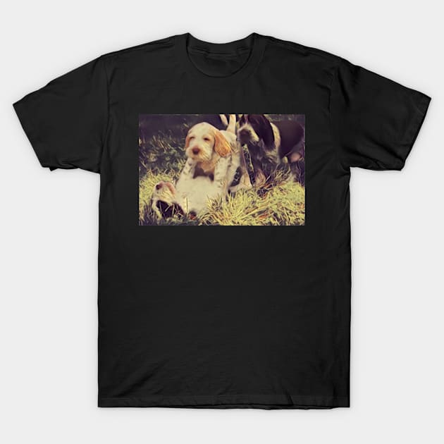 Italian Spinone Puppy Wrestling T-Shirt by heidiannemorris